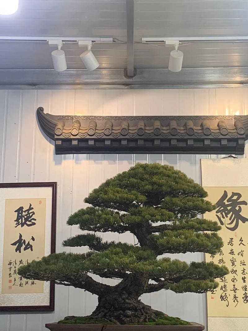 日本大阪松什么品种好-图2