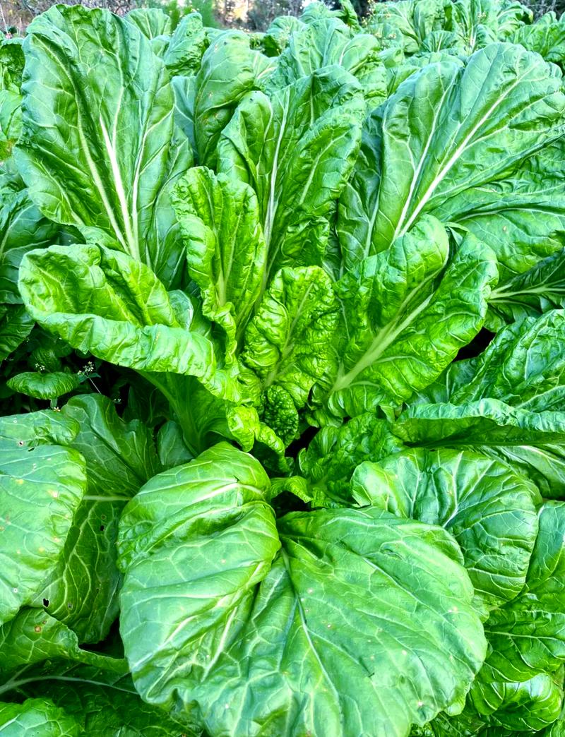 冬天哪种青菜最可口？-图1