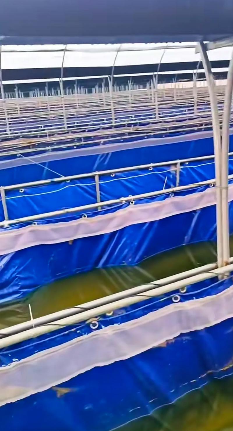 江苏水蛭鲜货最新价格-图1