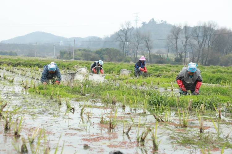 广东农村种植技术视频怎么学更实用？-图1