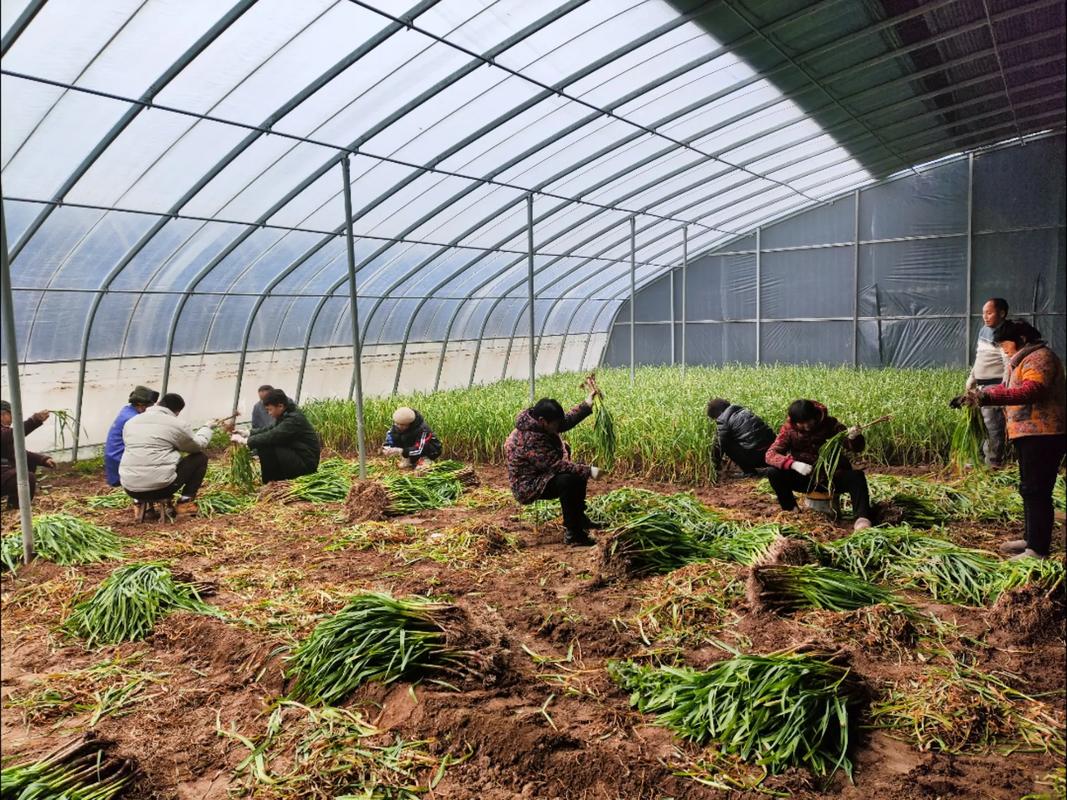 广东农村种植技术视频怎么学更实用？-图2