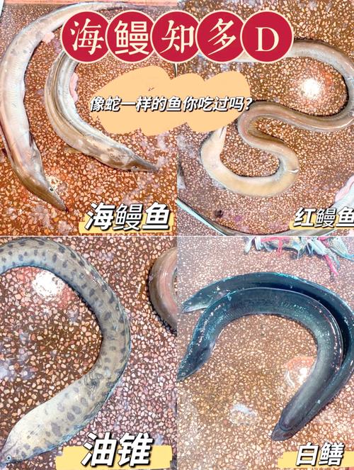鳗鱼品种有哪些？附图片怎么识别？-图1