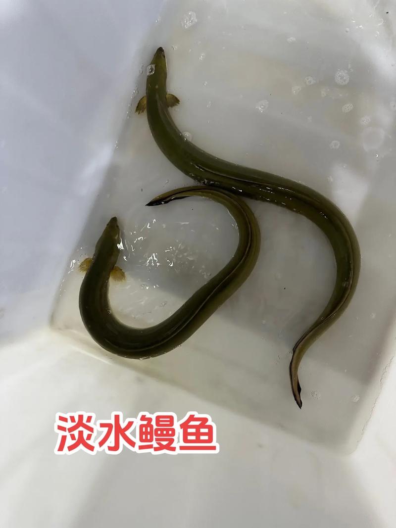 鳗鱼品种有哪些？附图片怎么识别？-图2