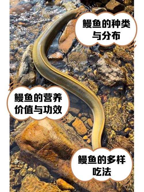 鳗鱼品种有哪些？附图片怎么识别？-图3