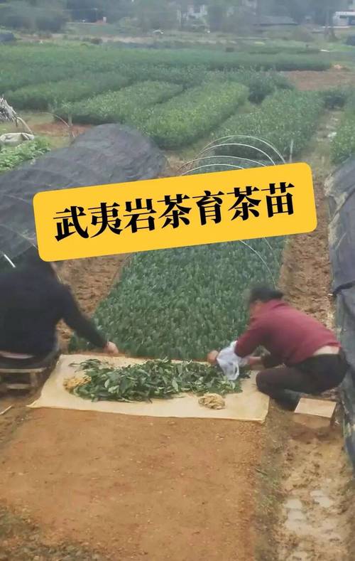 茶叶扦插育苗技术起源于何时？-图1