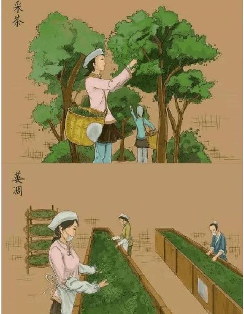 茶叶扦插育苗技术起源于何时？-图2