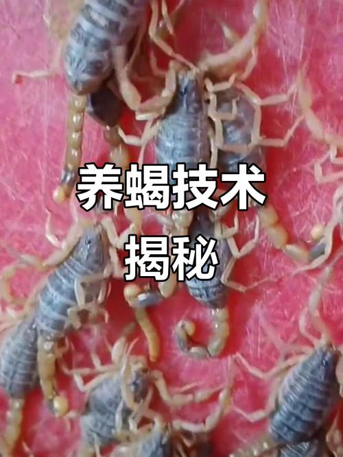 蝎子养殖技术视频怎么学？关键步骤有哪些？-图2