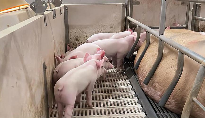 美国生猪养殖技术视频有何核心要点？-图3