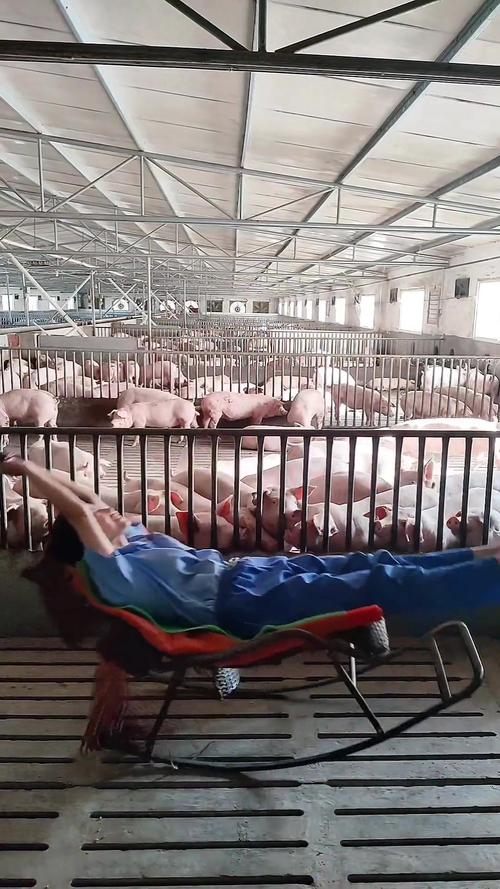 美国生猪养殖技术视频有何核心要点?-图2 美国生猪养殖技术视频有何核心要点?-图2