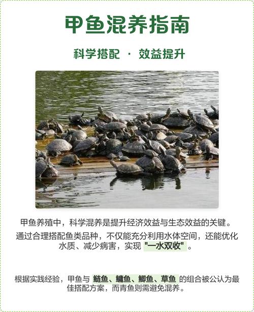 池塘混养甲鱼，关键技术有哪些？-图1