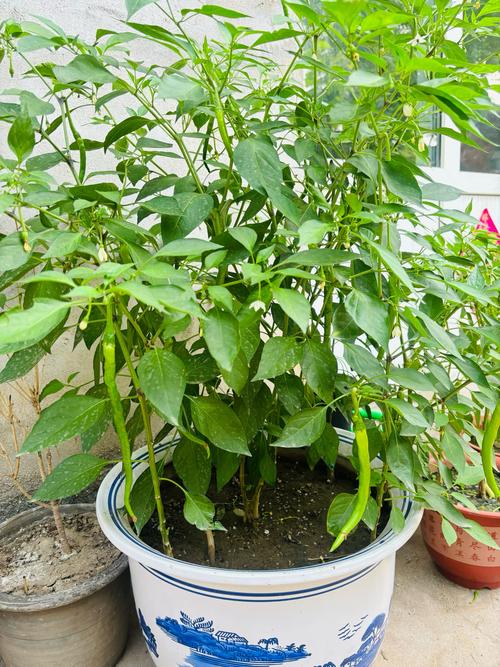 冬季盆栽辣椒种植技术-图1