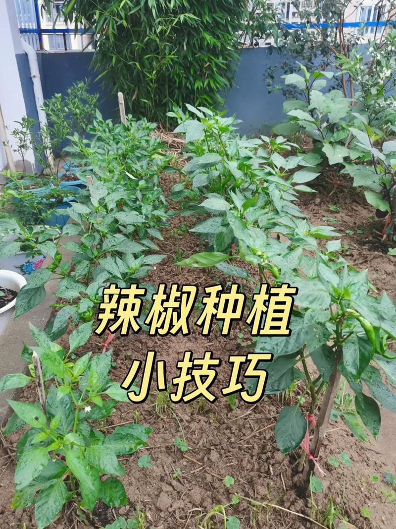 冬季盆栽辣椒种植技术-图3