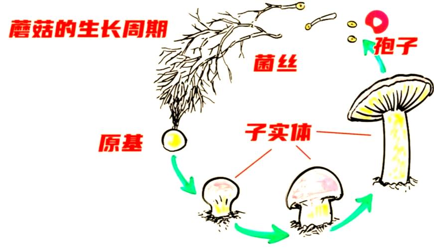 蘑菇种植视频，新手能学会吗？-图2