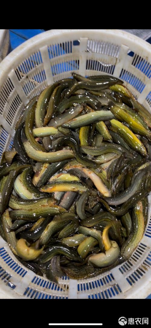 北京泥鳅价格现在多少钱一斤？-图1