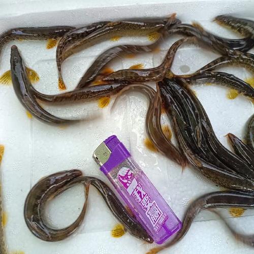 北京泥鳅价格现在多少钱一斤？-图3