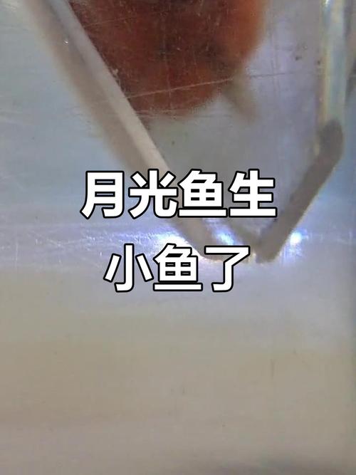 黑鱼繁殖孵化技术视频的关键步骤是什么？-图3