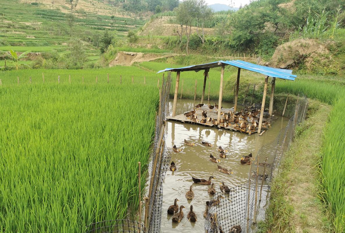 稻田围栏养鸭技术视频，如何实现生态高效？-图1