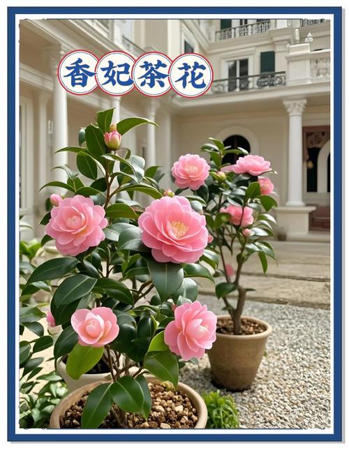 什么茶花最好养？-图1