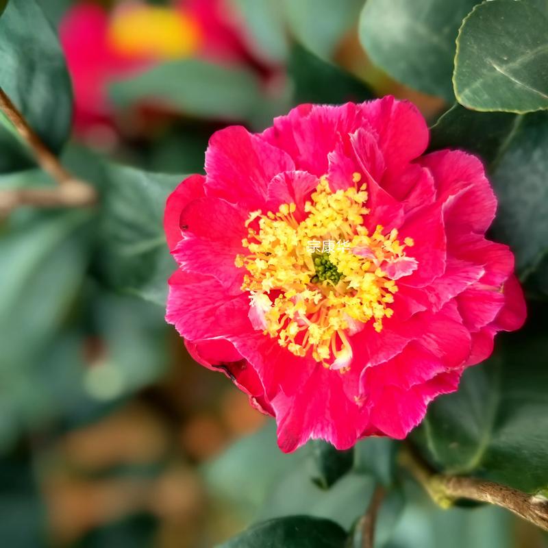 什么茶花最好养？-图3