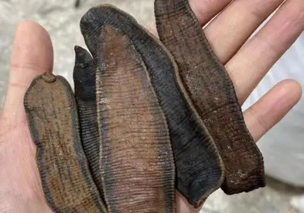 2025年水蛭干品价格会涨还是跌？-图1