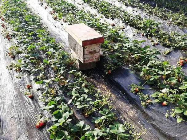 草莓棚蜜蜂选什么品种?-图2 草莓棚蜜蜂选什么品种?-图2