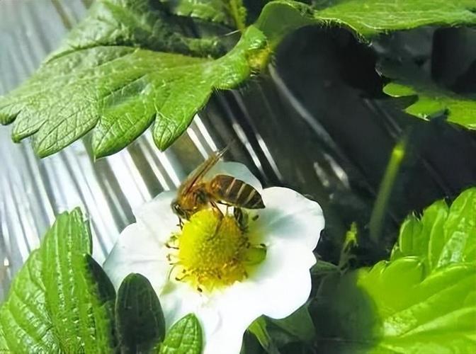 草莓棚蜜蜂选什么品种?-图3 草莓棚蜜蜂选什么品种?-图3