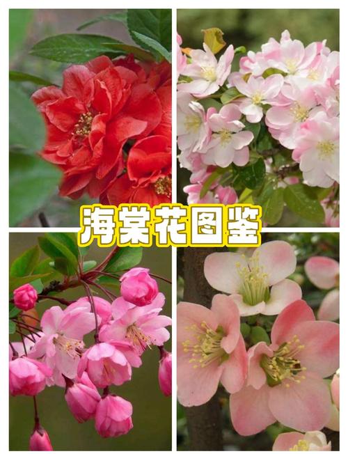 室内养海棠，哪些品种最合适？-图1