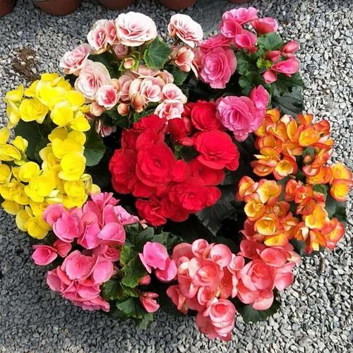 室内养海棠，哪些品种最合适？-图2