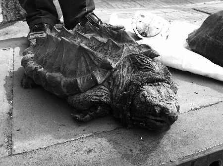 鳄龟2025年价格会涨还是跌？-图3