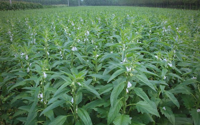 芝麻春季种植技术视频有哪些要点？-图1