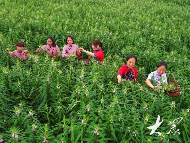 芝麻春季种植技术视频有哪些要点？-图3