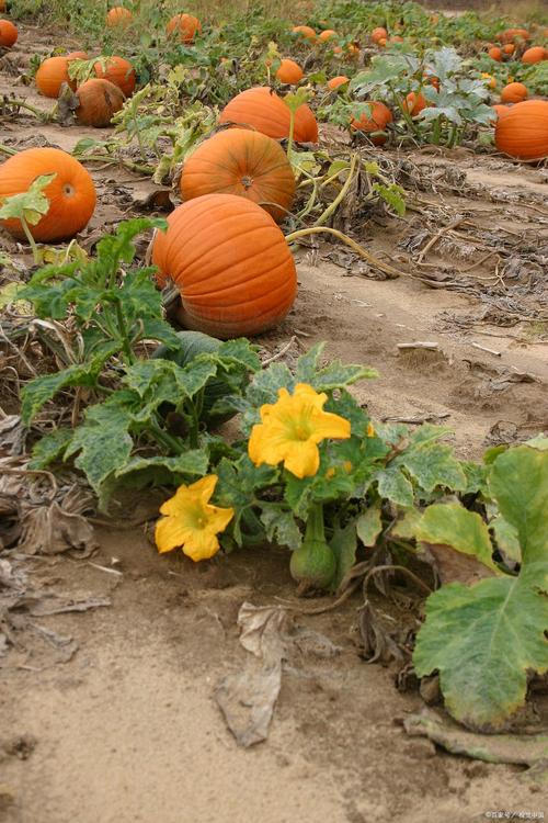 露地南瓜冬季怎么种？关键技术有哪些？-图1