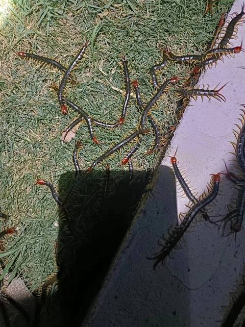 蜈蚣养殖技术价格多少？-图1