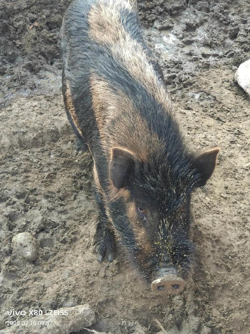 养跑山猪,什么品种最优?-图1 养跑山猪,什么品种最优?-图1