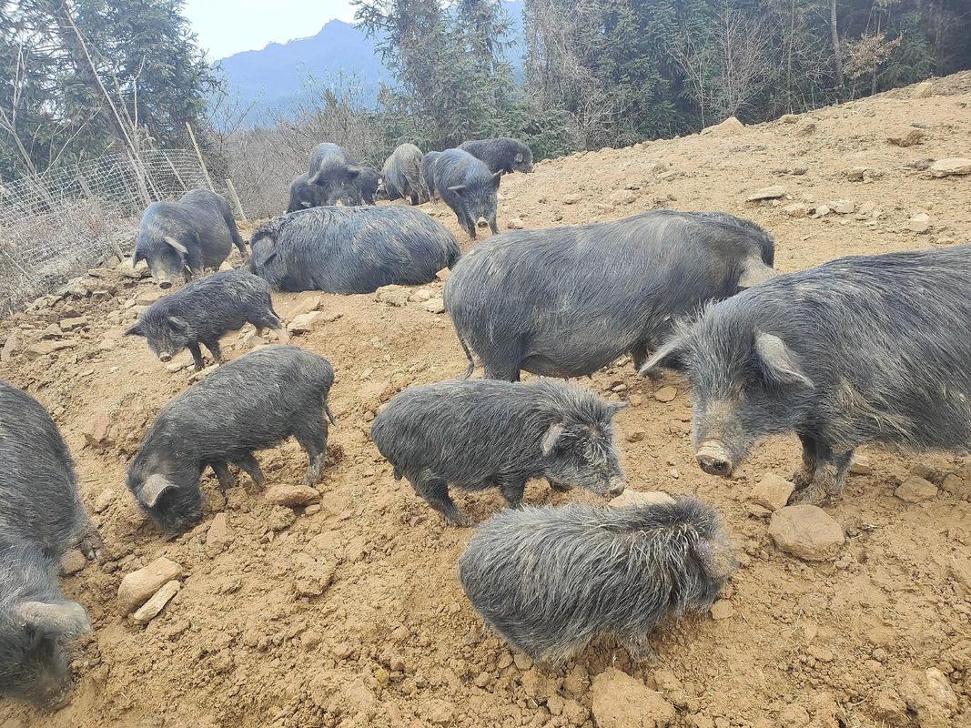 养跑山猪,什么品种最优?-图2 养跑山猪,什么品种最优?-图2