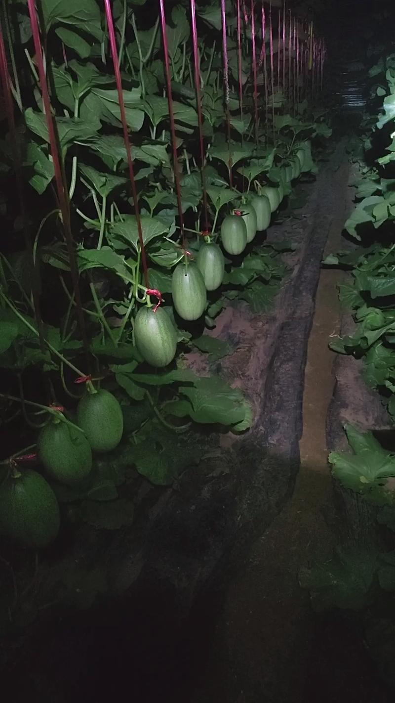 甜瓜人工激素授粉技术如何操作？-图1