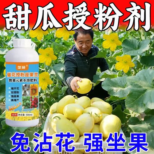 甜瓜人工激素授粉技术如何操作？-图2