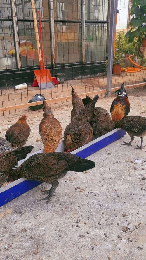 云南散养多土鸡品种,各有啥特色?-图1 云南散养多土鸡品种,各有啥特色?-图1