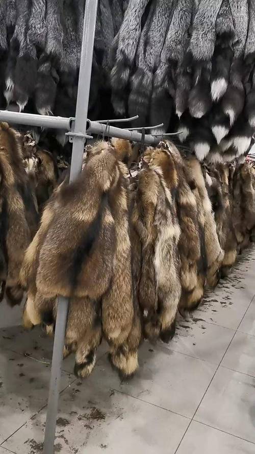 诸城现在狐狸貉子价格-图1