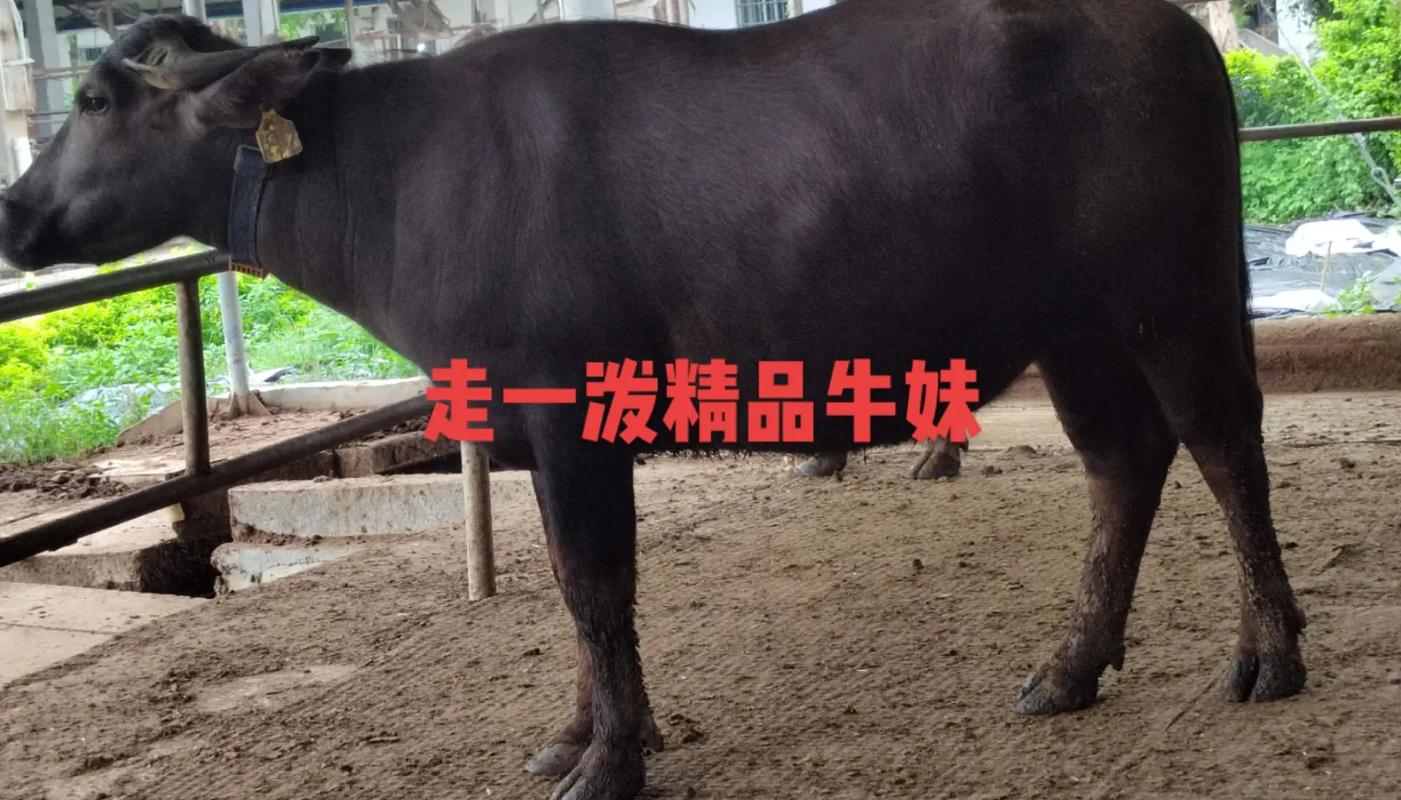 尼里拉菲水牛有何独特优势？-图2