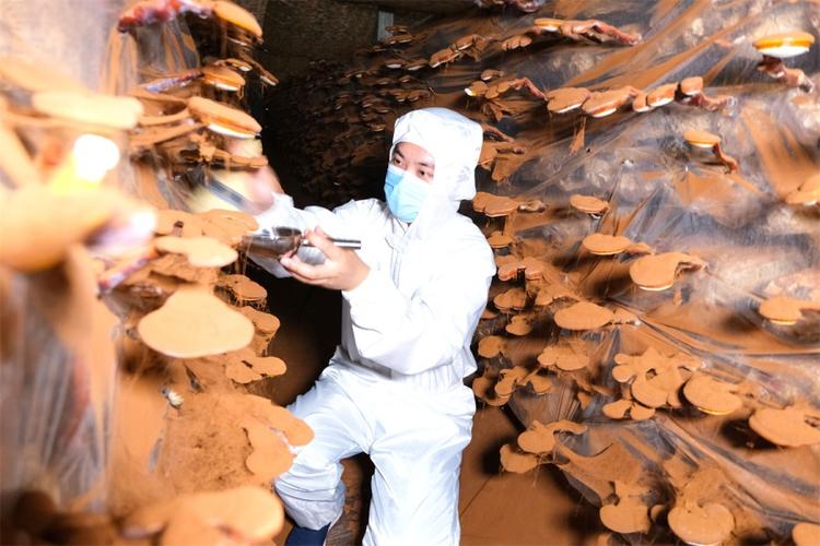 人工灵芝种植技术视频-图2