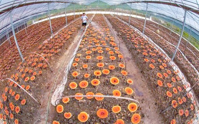 人工灵芝种植技术视频-图3