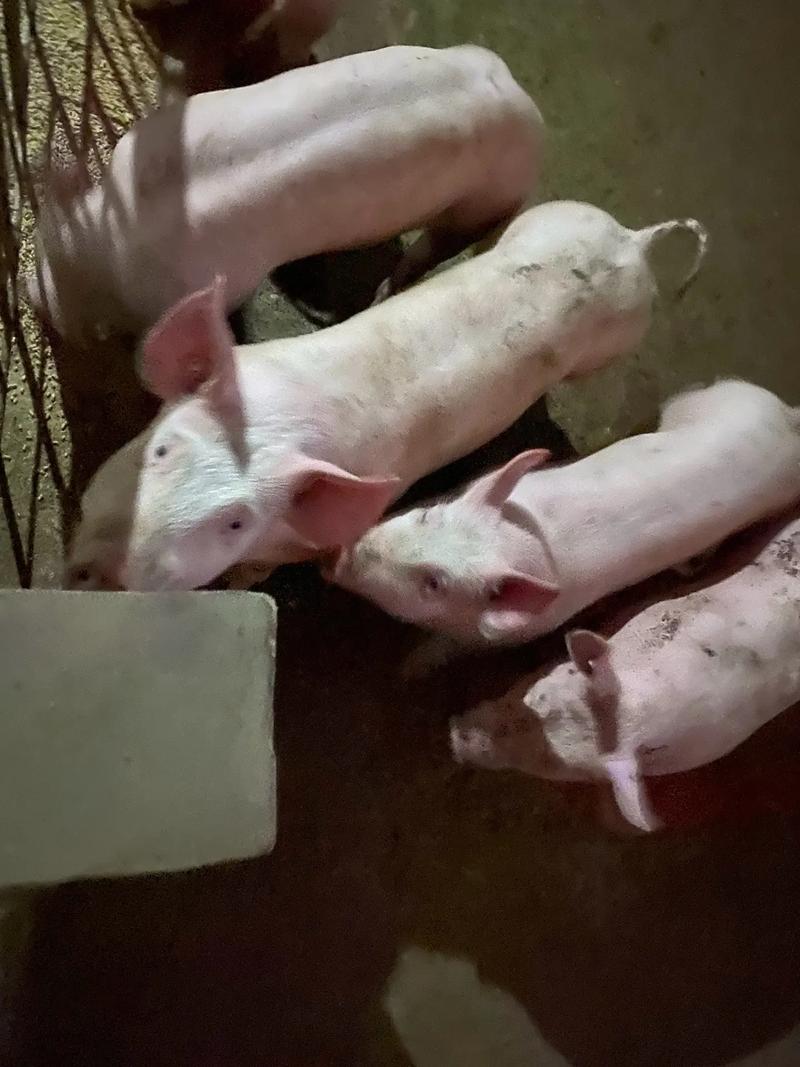 仔猪养殖新技术光盘有哪些实用内容？-图3