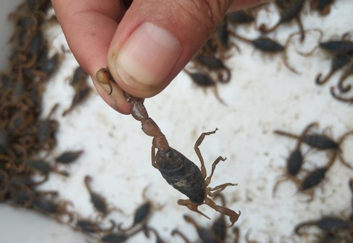 野生蝎子养殖技术有哪些关键步骤？-图1