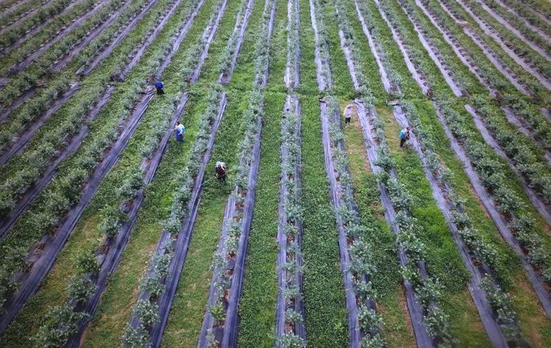 蓝莓种植技术视频北方-图1