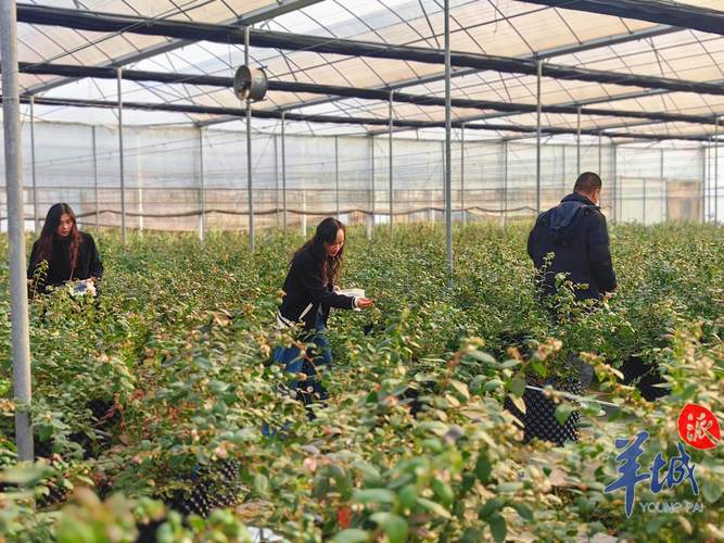 蓝莓种植技术视频北方-图2