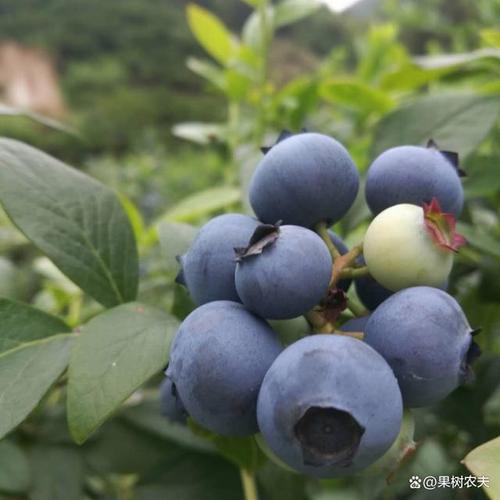 晚熟蓝莓哪个品种最好吃？-图3
