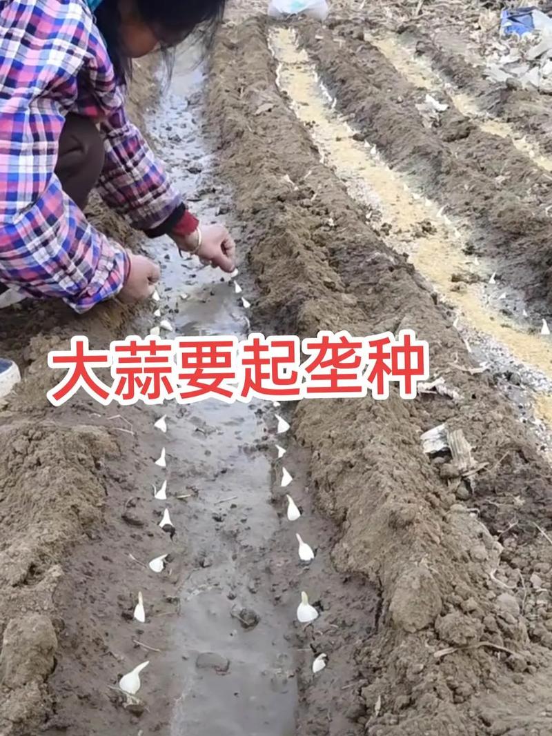 北京春季大蒜种植技术要点有哪些？-图2