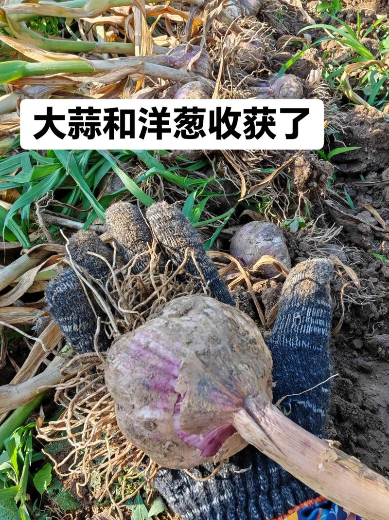 北京春季大蒜种植技术要点有哪些？-图3