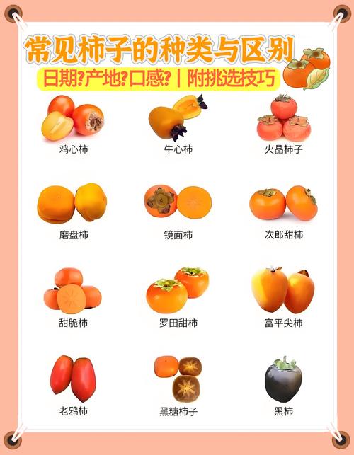 韩国柿子品种有哪些？-图2